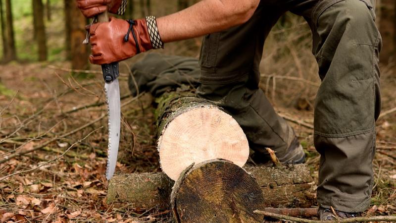 Sawing a trunk section with the Silky Gomboy saw