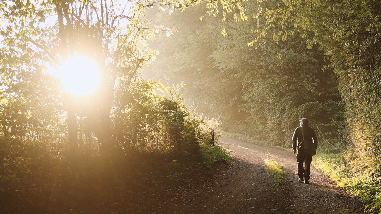 Waldweg im warmen Sonnenlicht