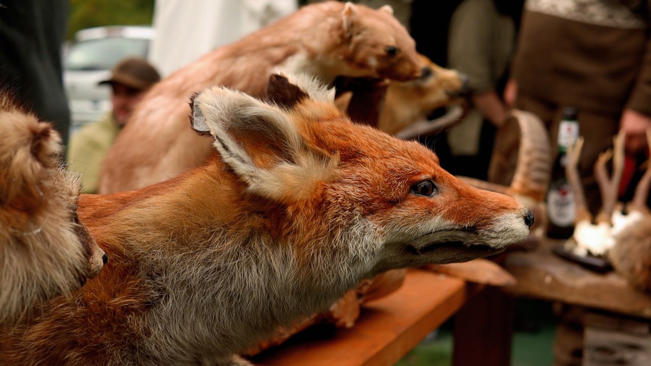 Tierpräparate – Bushcraft-Treffen in Hessen: Lagerfeuer, Gemeinschaft und