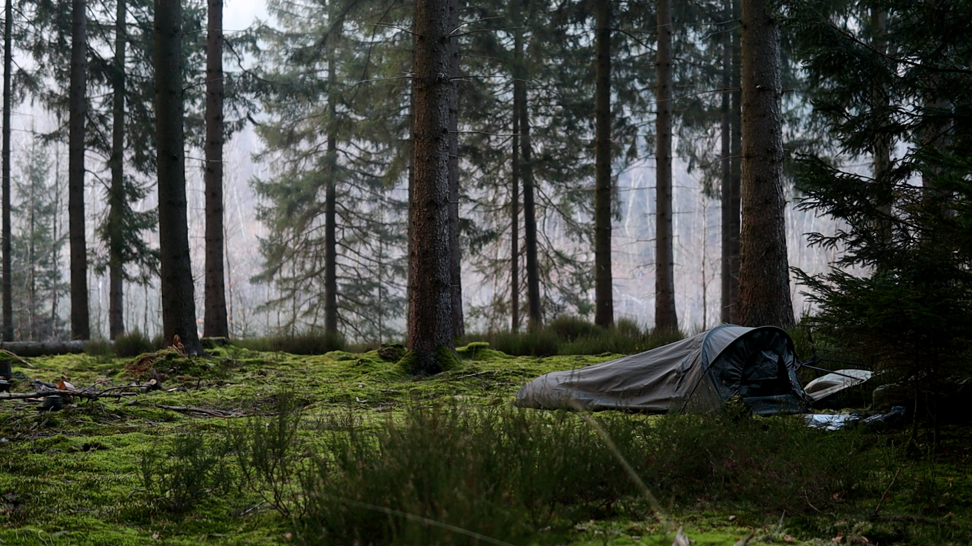 Biwaksack im nebligen Morgenlicht auf moosigem Waldboden zwischen Kiefern