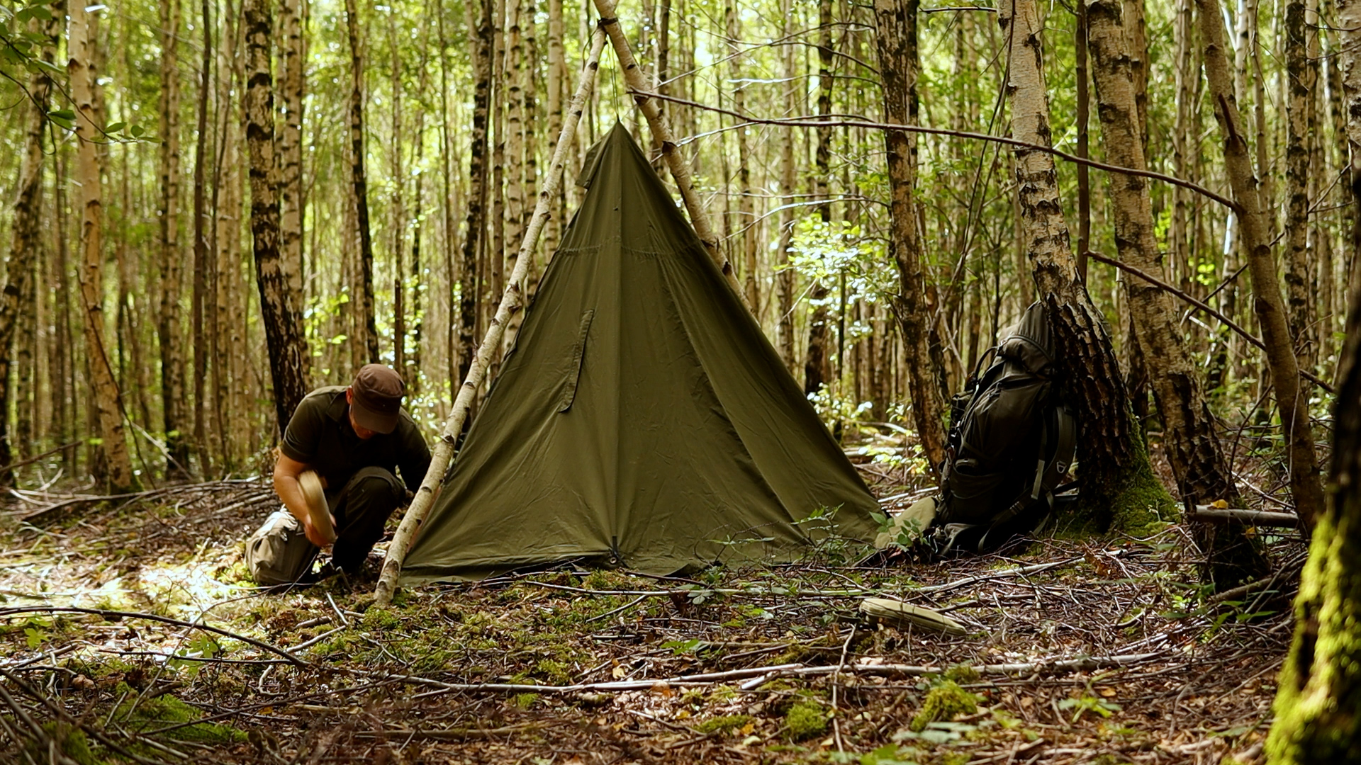 Lavvu-Zelt wird zwischen Birken aufgestellt, seitliche Perspektive