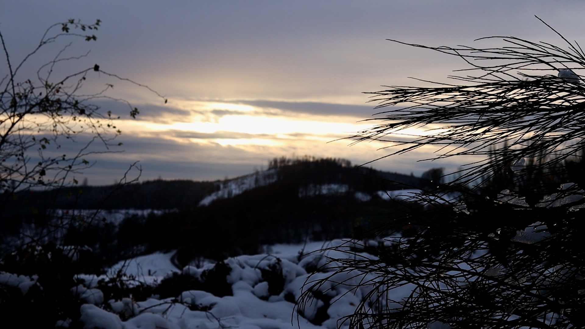 Sunset over snowy winter landscape with a snow-covered pine branch in the foreground